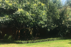 Garden4