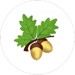 acorn