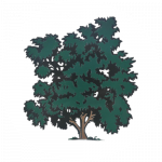 oak