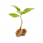 seedling