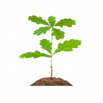 young oak